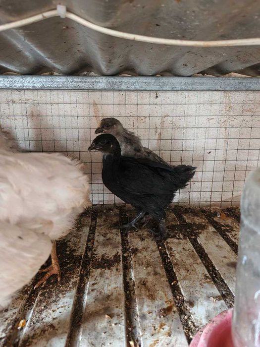 Продаются циплята месячные и двухнедельные.