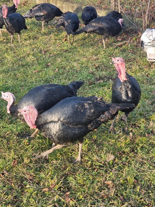 Curcani țărănești de vânzare