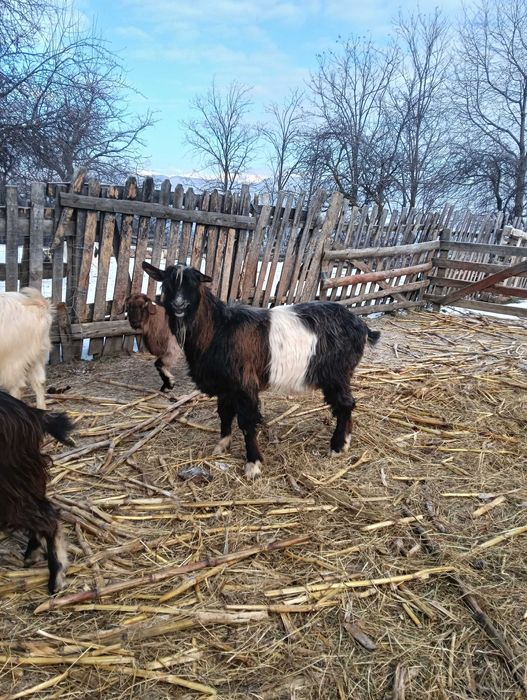 Vând capre de ținut