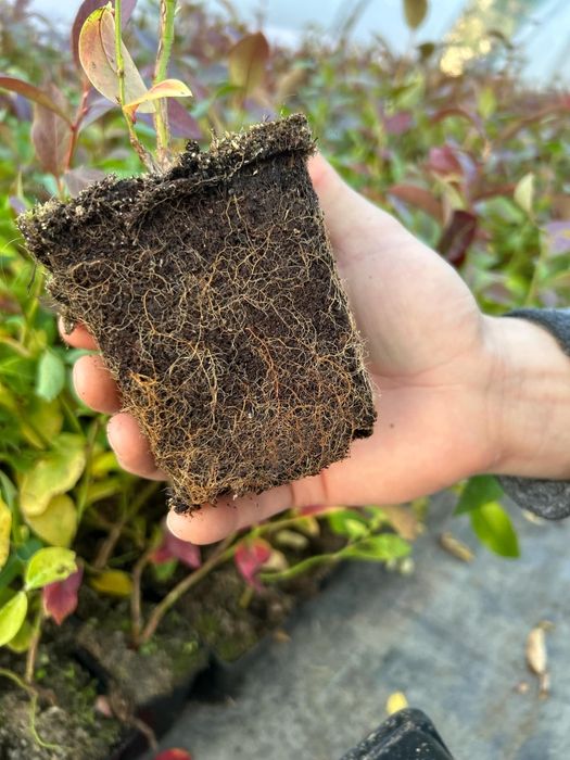 Американска боровинка в саксия 30 50см