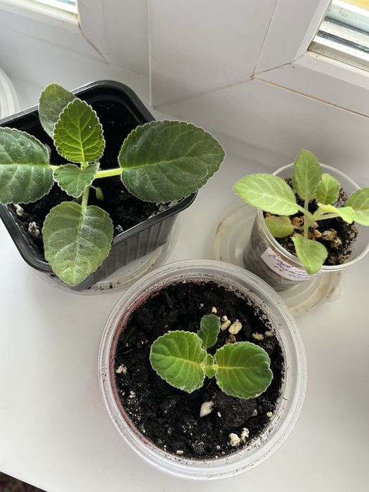 Глоксиния розовая махровая