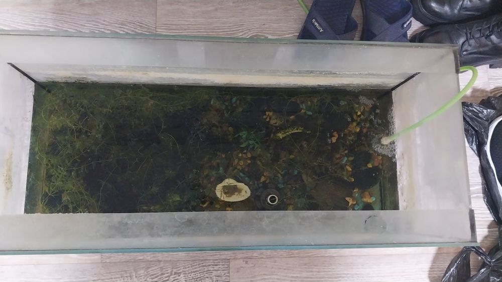 Продам аквариум  бу срочно