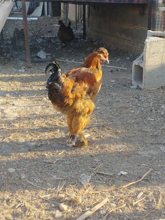 Молодые. Питухи.