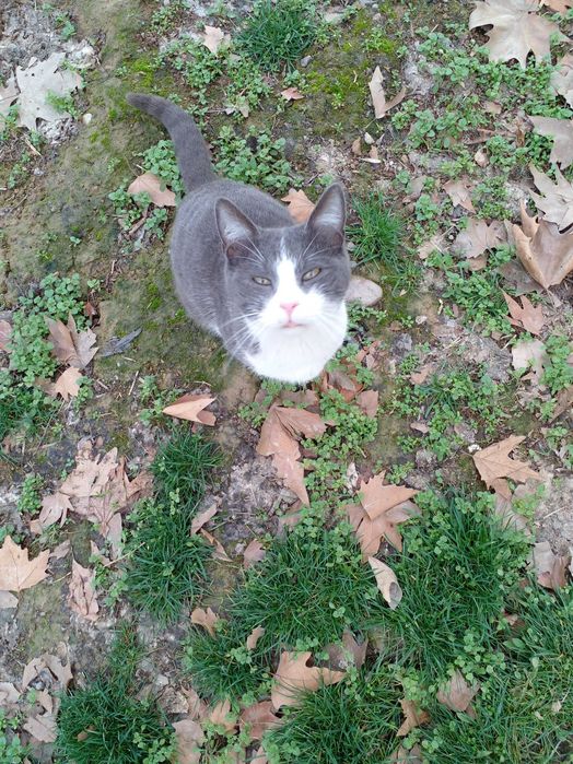 Найден домашний кот