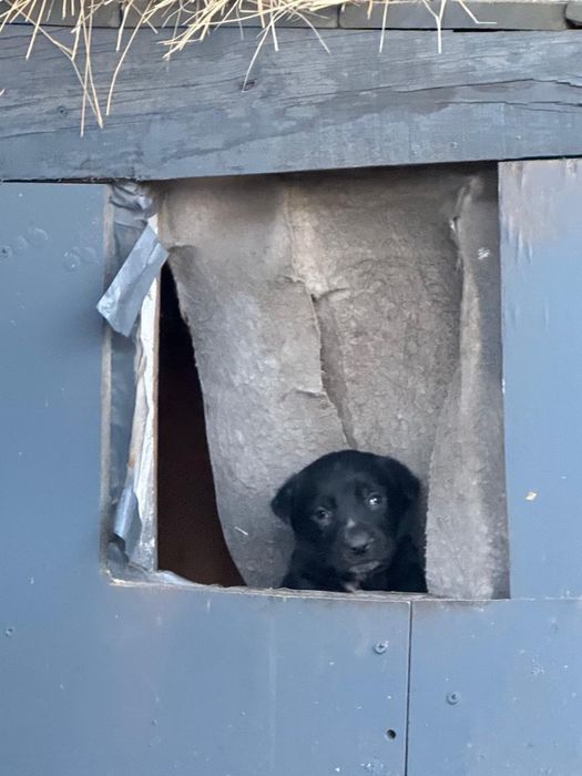 Отдам в добрые руки щенков с собакой