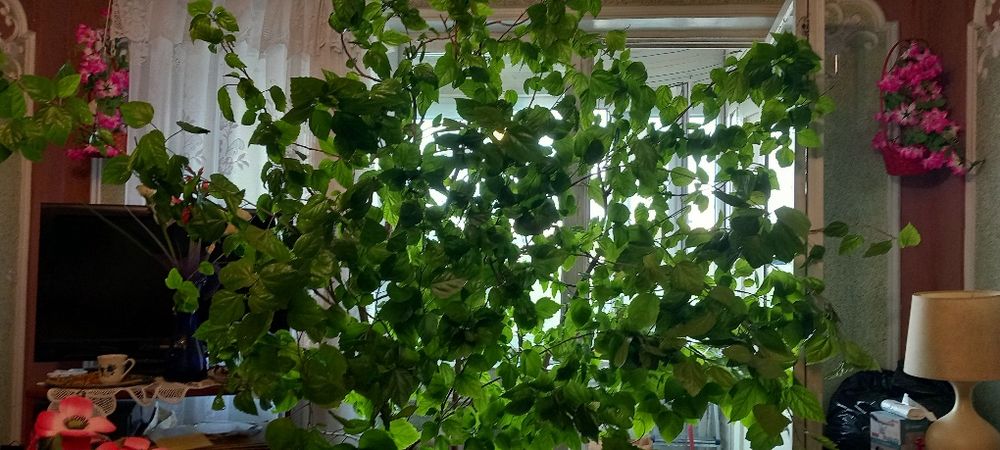 Trandafir japonez foarte mare