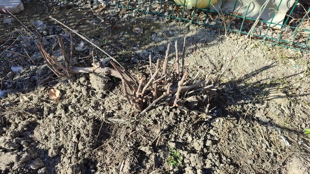 Продам саженец винного винограда