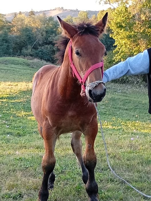Vând mânji de cate 6luni