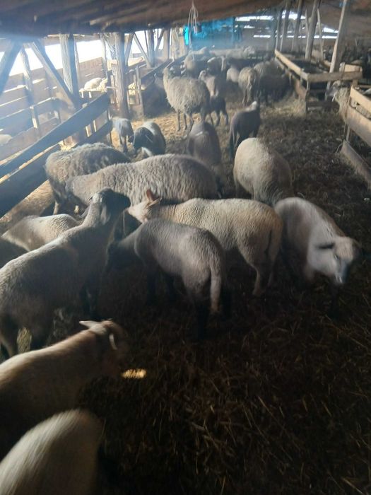 Vand 150 de oi cu miei