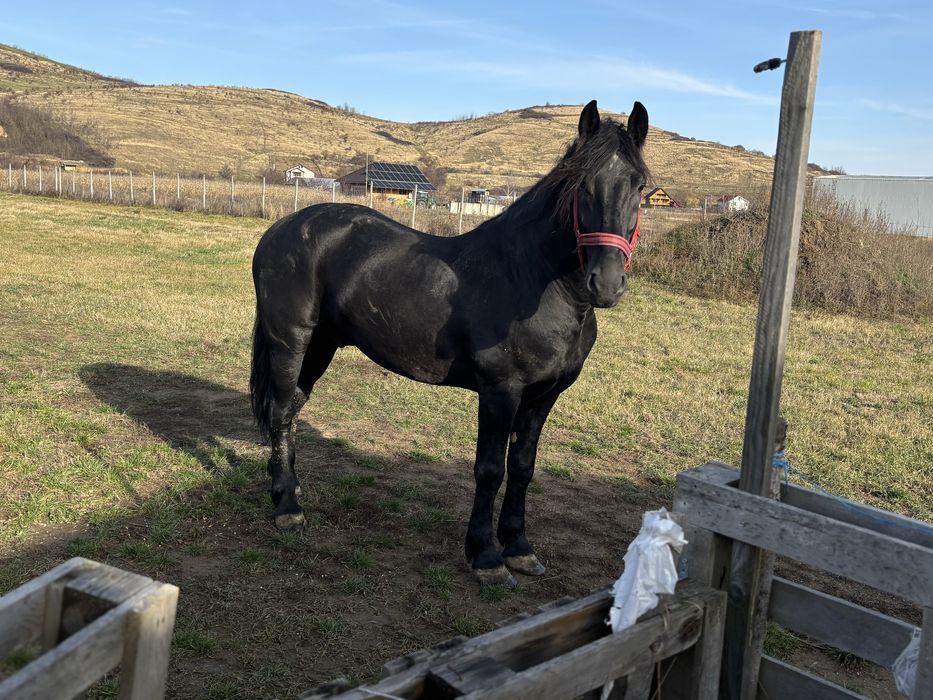 Armasar Frizian 5 ani