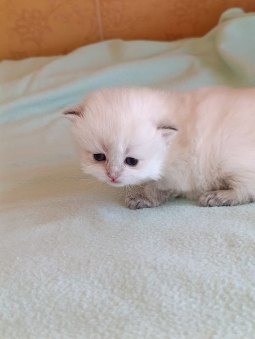 British Longhair  fetite.