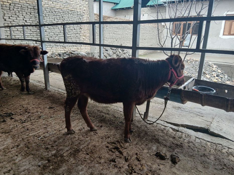 Gʻunojincha sotiladi