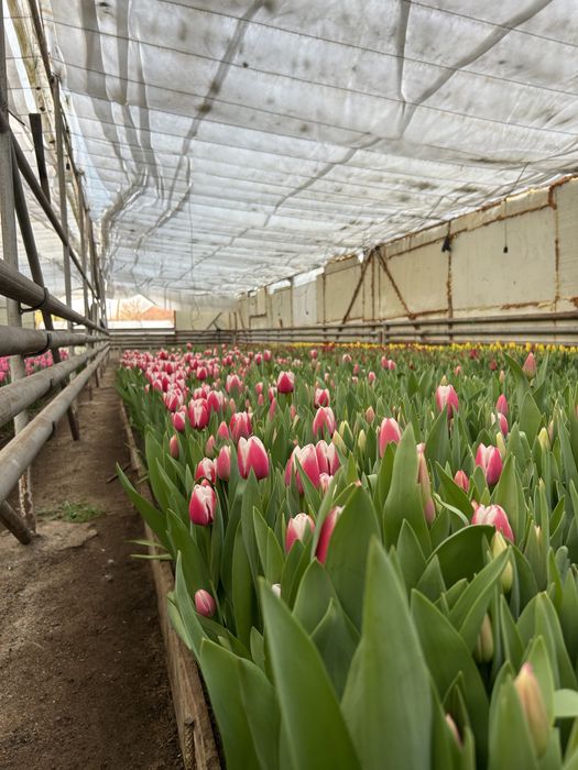 Тюльпаны Предзаказ на 8 марта