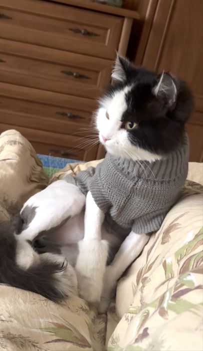 Шейх молодой кот