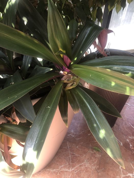 Рео традесканция комнатные растения декоративное растение