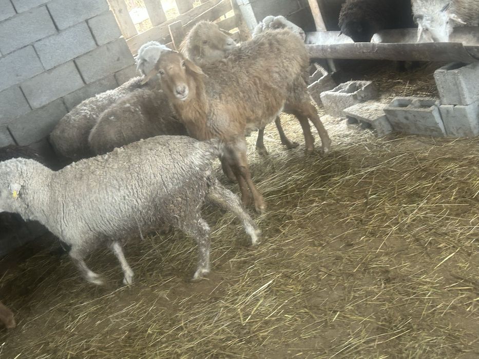 Продам жирных баран