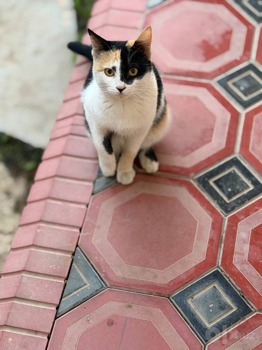 Tekinga mushuk beriladi