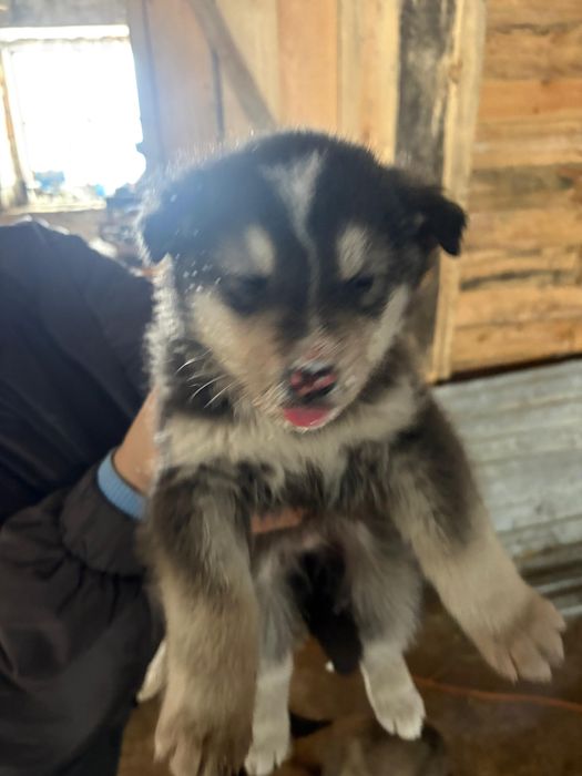 Отдам в добрые руки