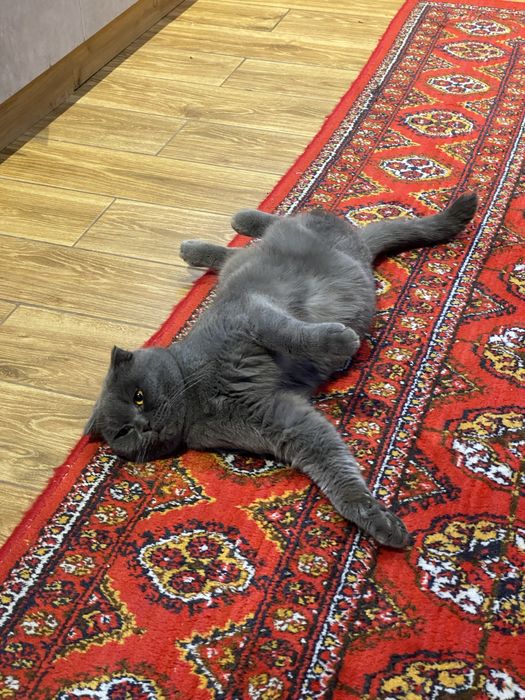 Вязкага эркак мушук скотиш-фолд/ Кот для вязки скотиш-фолд