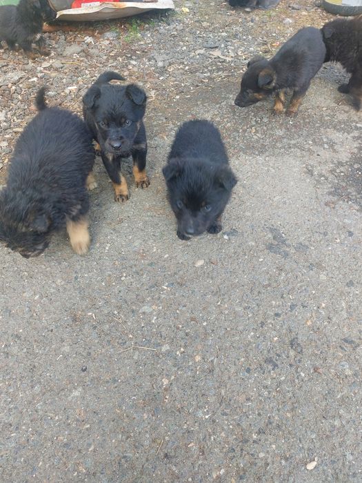 donez pui catei negrii