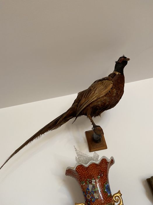 Fazani inpaiati    INPECABILI