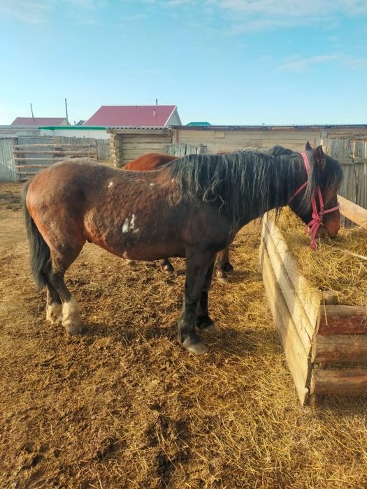 Ат сатылыды мініске жақсы