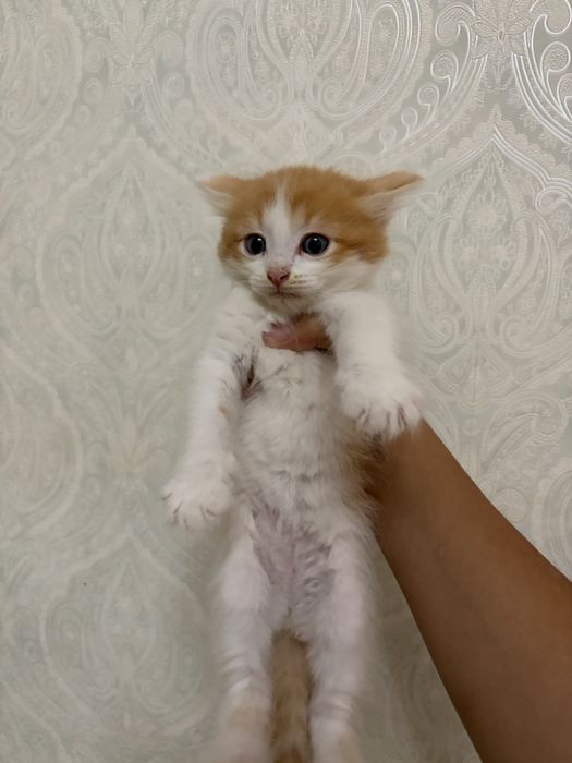Котята возраст 1 месяц