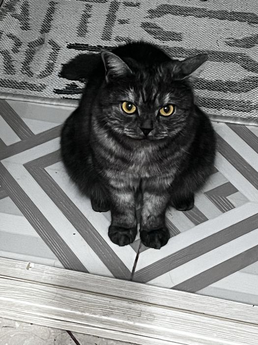 Кошечка шотландка