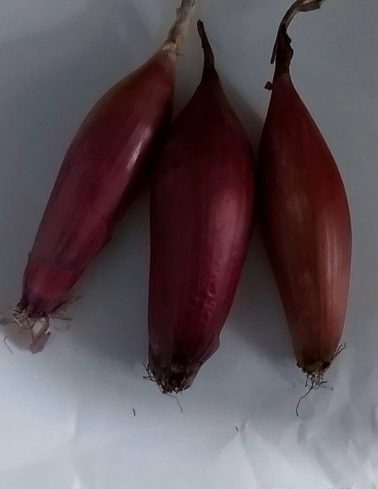 Sămânță ceapă de apă roșie de Buzău