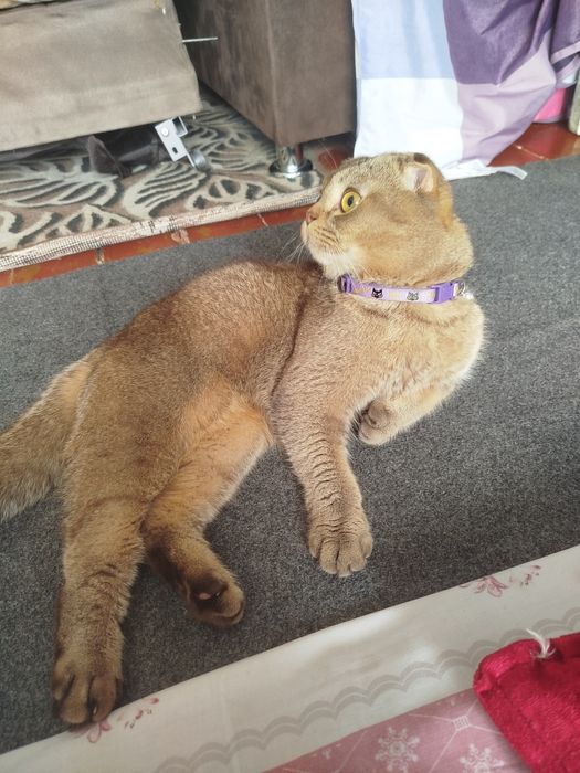 Кот для связки...