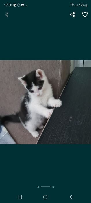 Отдам в добрые руки кошечку