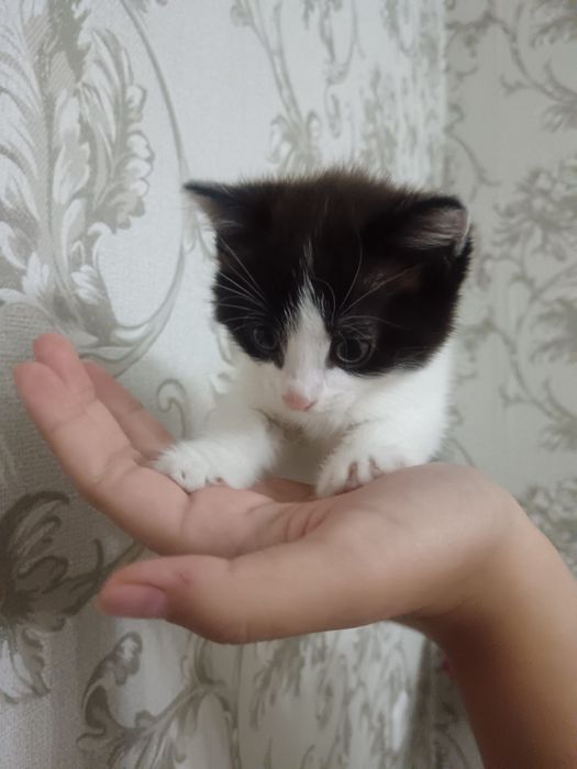 Котенок ищет хозяина