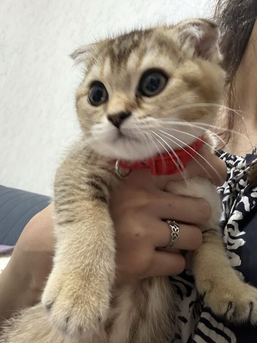 mushuk koshka кошка shinshilla