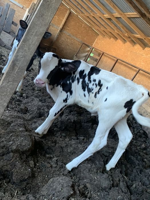 Vând vițele holstein