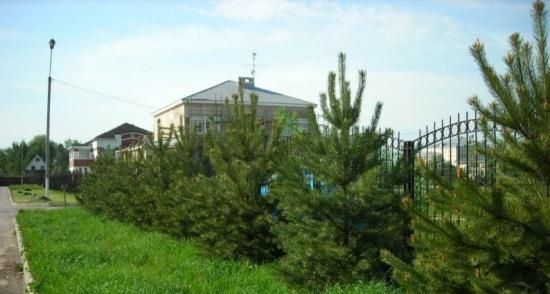 Vand brazi, molizi, pini, cedri, conifere, plante ornamentale gradina