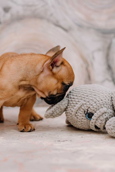 Продается девочка французского бульдога