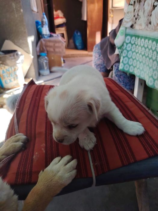 Adopție căței talie mica