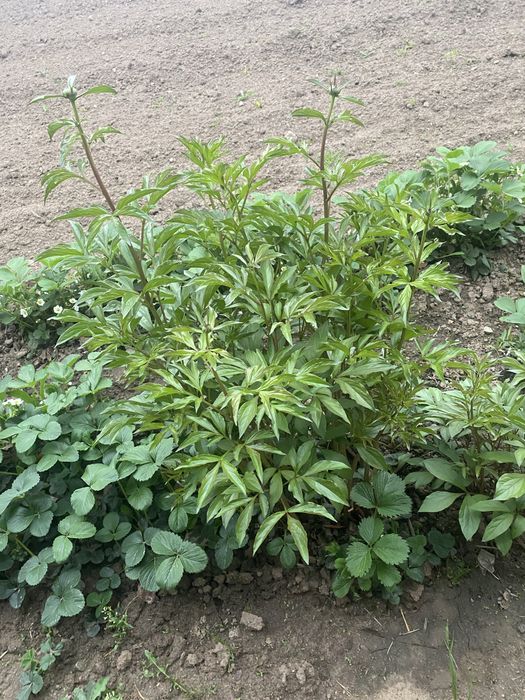 Продам Лилий папоротник пионы