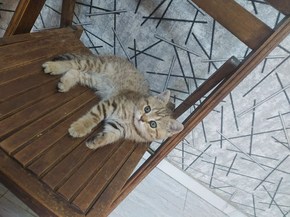 Срочна шотландский вислоухий и британский фолд