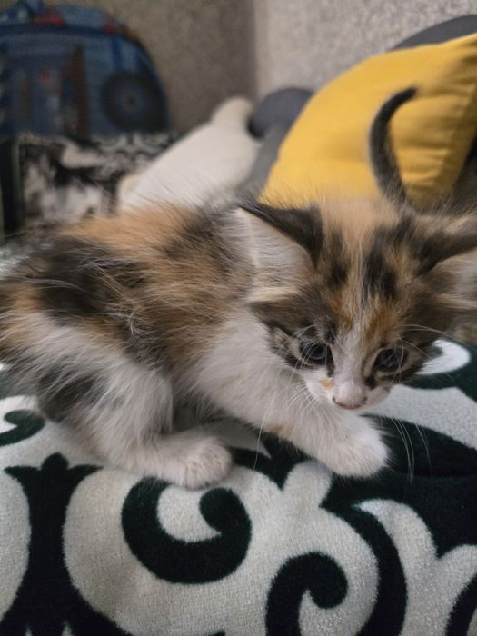 Отдам котят в добрые руки