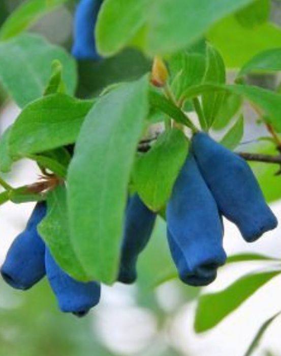 Butasi aronia, afin, coacaz