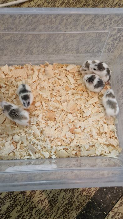 Мини хамстери хамстери