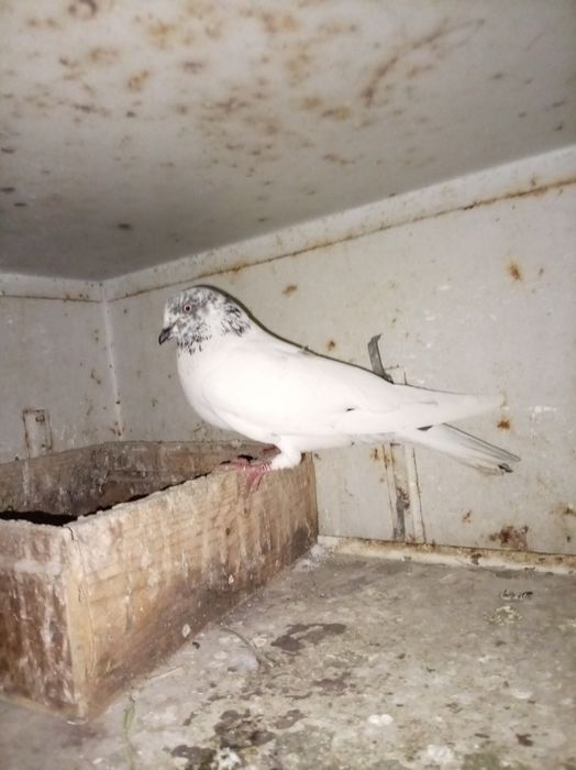 Голубь, самец...