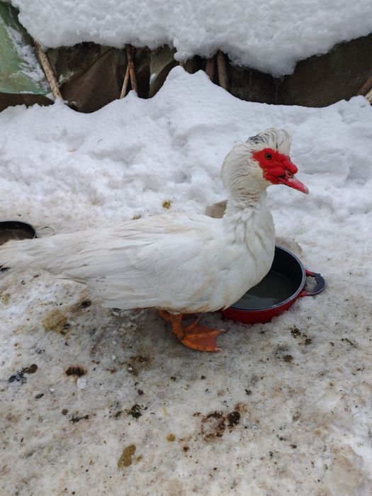 Vând rațe mute ...