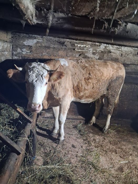 Se vinde vacă de 2 vitei