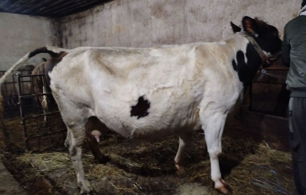 Корова молочная Продам