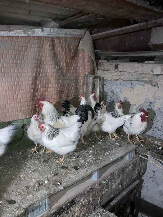 Куры адлерские 1+9