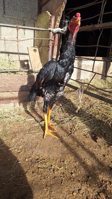 Июньски шоже сатылады