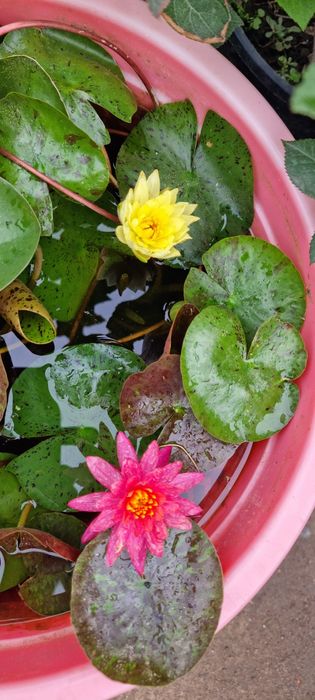 Нимфеи (разные сорта)