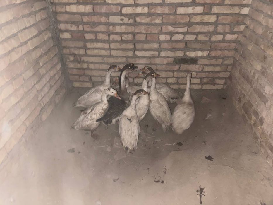 Gʻoz va indautka sotiladi